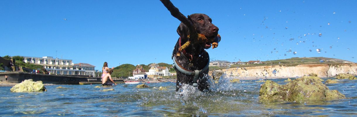 Dog friendly beaches Isle of Wight